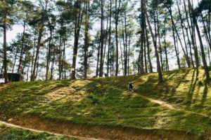 Yen Minh Pine Forest.jpg